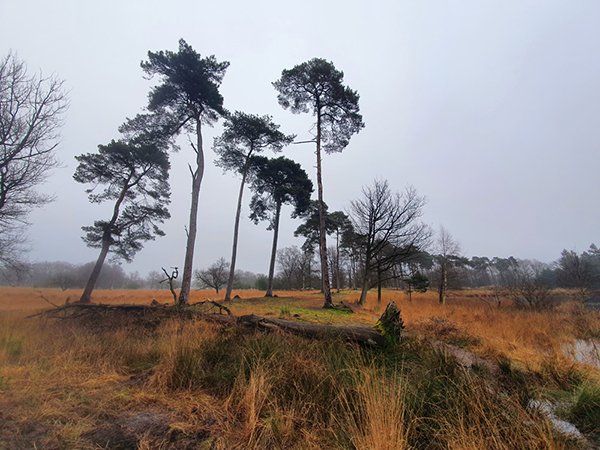 Bomen waaien