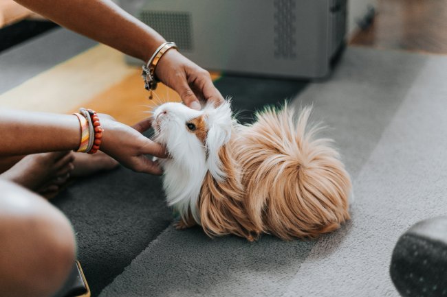 Cavia wordt geaaid door eigenaar