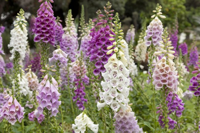 Digitalis in de tuin vingerhoed