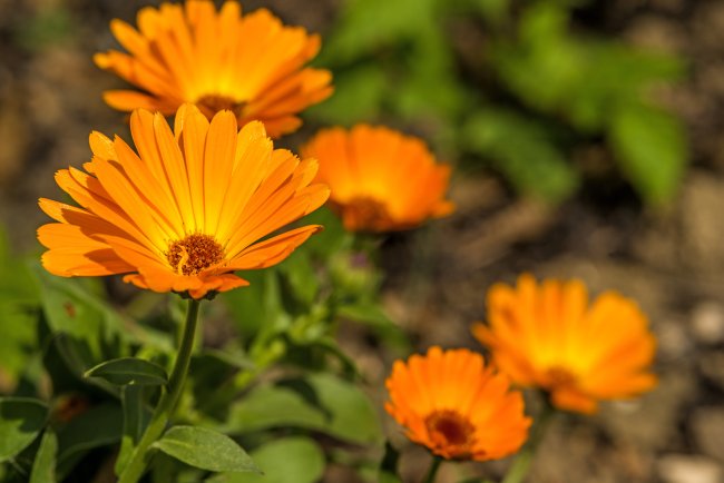 Goudsbloem in de tuin