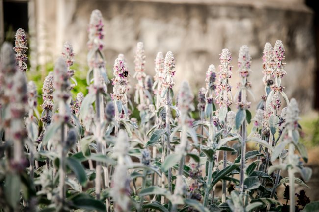 Ezelsoor voor in de tuin