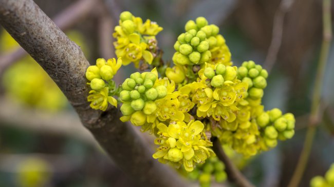 mahonia ­aqui­folium