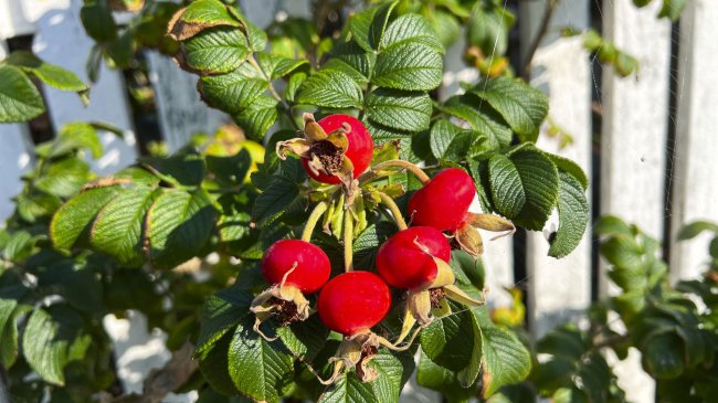 rosa rugosa