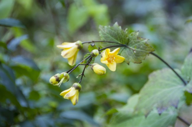 Kirengeshoma palmata