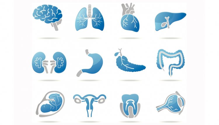 Test je kennis over organen