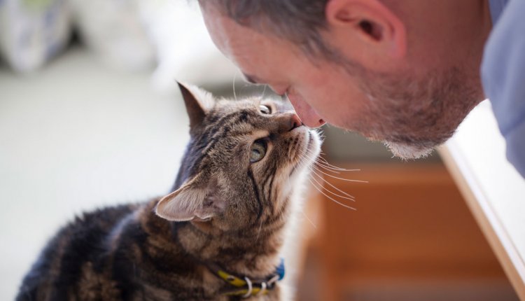 Gps-tracker voor kat