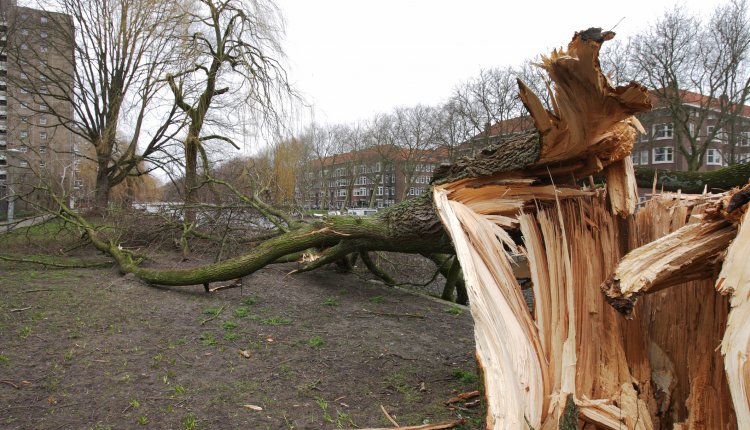 Stormschade omgevallen boom