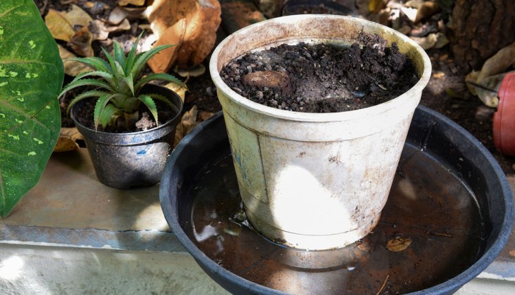 Natte bloempot, ideale broedplaats voor muggen