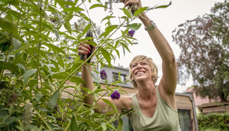 Vlinderboom snoeien vrouw in de tuin