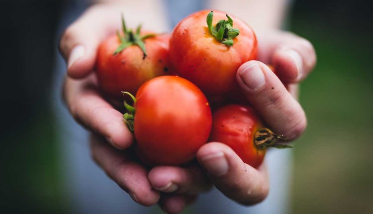 handen met tomaten