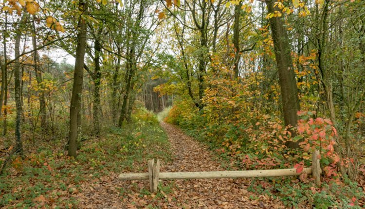 Herfstbos in Helden