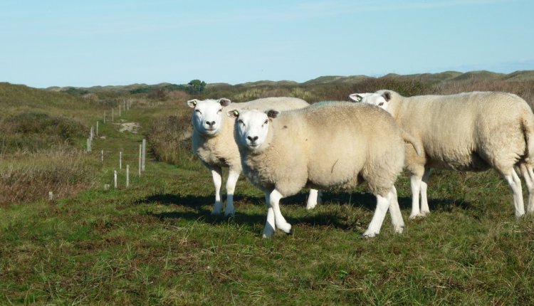 texelse schapen