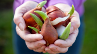 twee handen houden tulpenbollen vast