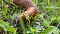 Naaktslak in het gras na een regenbui