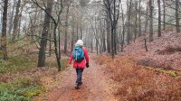 Herfstbos in Haarle