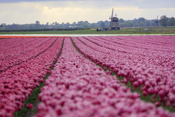 Tulpenvelden in Noord-Holland